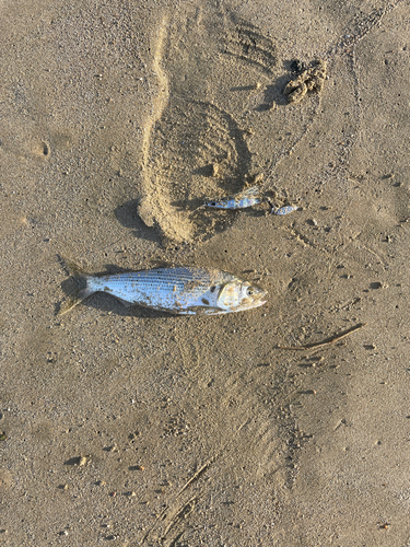 コノシロの釣果