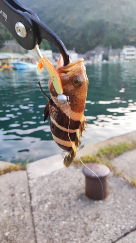 アオハタの釣果