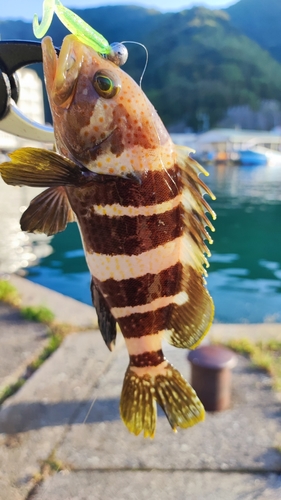 アオハタの釣果