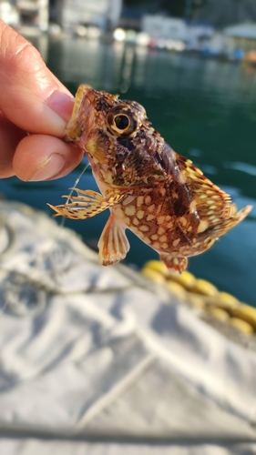 アオハタの釣果