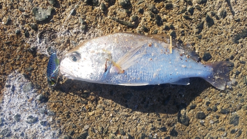 イシモチの釣果