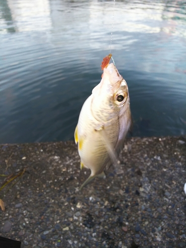 クロサギの釣果