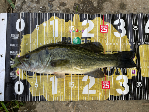 ブラックバスの釣果