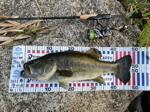 ブラックバスの釣果