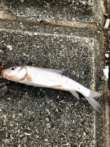 ニゴイの釣果