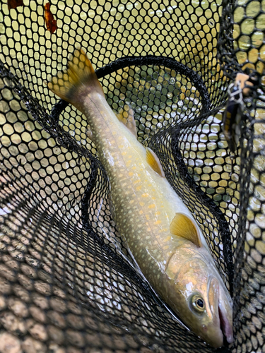 イワナの釣果