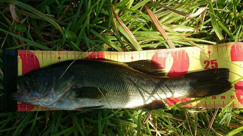 ブラックバスの釣果