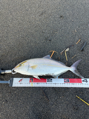 ショゴの釣果