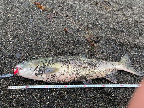 アキアジの釣果