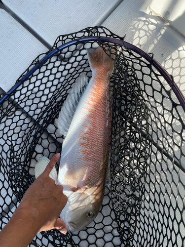 シロアマダイの釣果