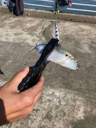 コノシロの釣果