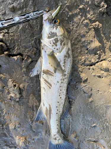 タイリクスズキの釣果