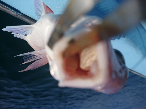 タイの釣果