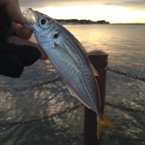 マアジの釣果