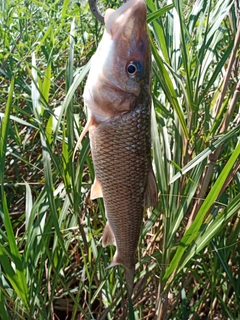 ニゴイの釣果