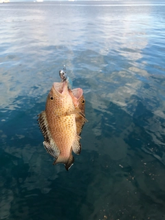 オオモンハタの釣果