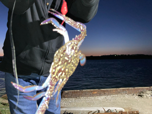 ワタリガニの釣果