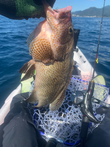 オオモンハタの釣果