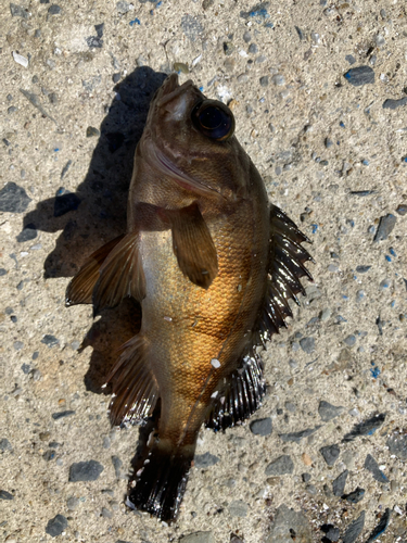 メバルの釣果