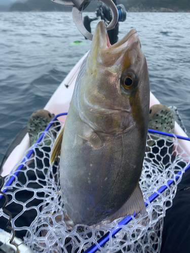 イナダの釣果