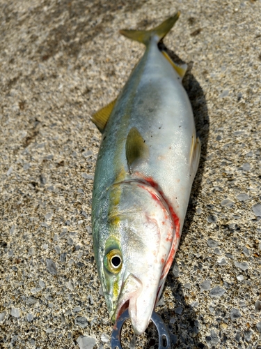 ツバスの釣果