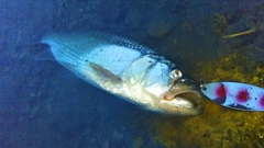 ハスの釣果