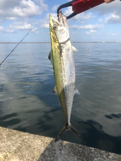 サゴシの釣果