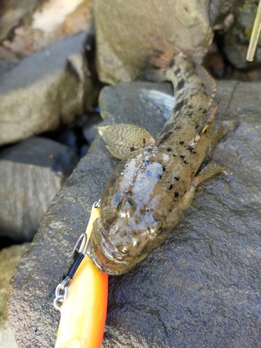 ウロハゼの釣果