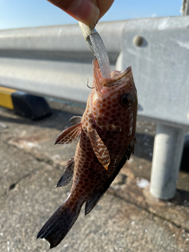 オオモンハタの釣果