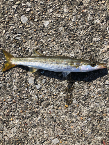 カマスの釣果