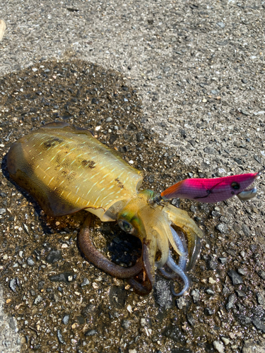 アオリイカの釣果