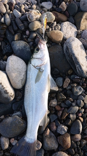 セイゴ（ヒラスズキ）の釣果