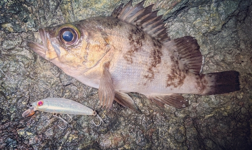 メバルの釣果