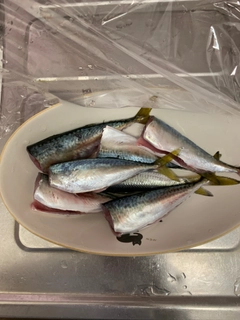 サバの釣果