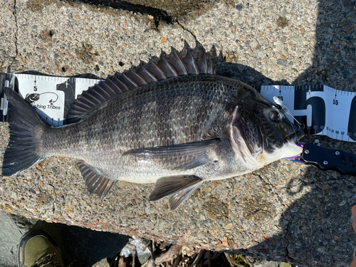 クロダイの釣果