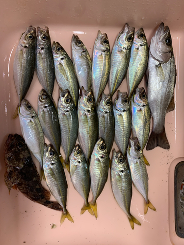 アジの釣果