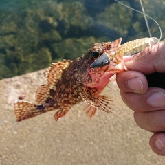 アラカブの釣果