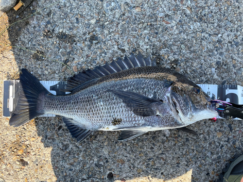 クロダイの釣果