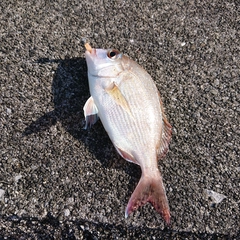 チダイの釣果