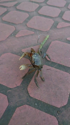 カニの釣果