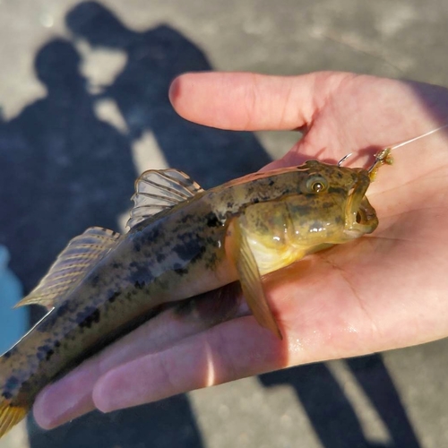 ウロハゼの釣果