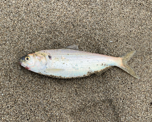 コノシロの釣果