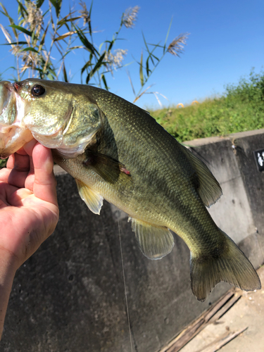 モロコの釣果