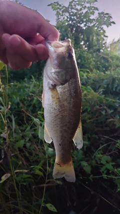 ラージマウスバスの釣果