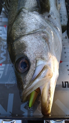 シーバスの釣果