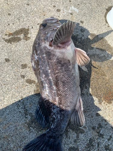 クロソイの釣果