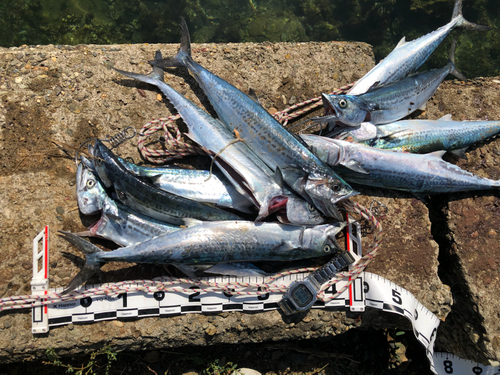 サゴシの釣果