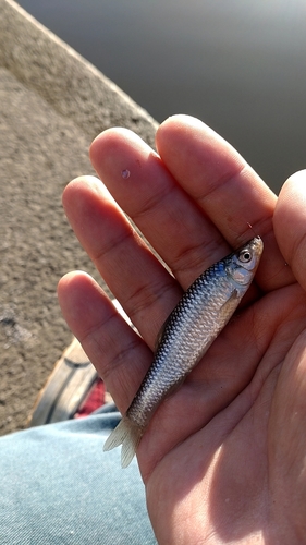 クチボソの釣果