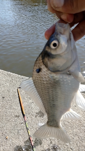 フナの釣果