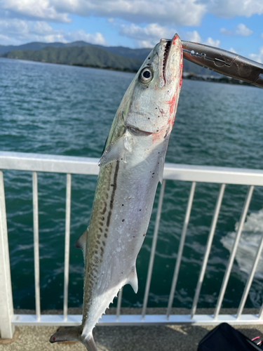 サゴシの釣果